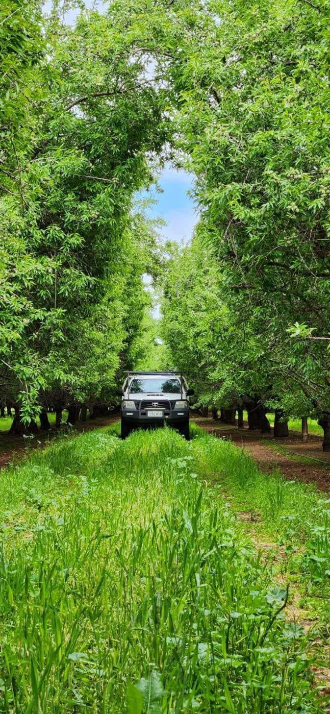 Service ute driving between rows of an orchard